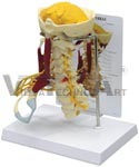 Deluxe Muscled Cervical Vertebrae Model w/ Anatomy Education Card